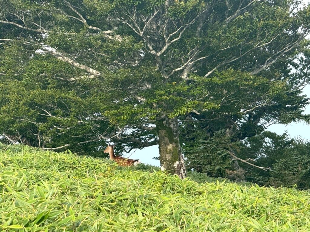 鹿に会えました